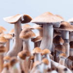 Andrea event psilocybine for woman