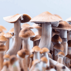 Andrea event psilocybine for woman