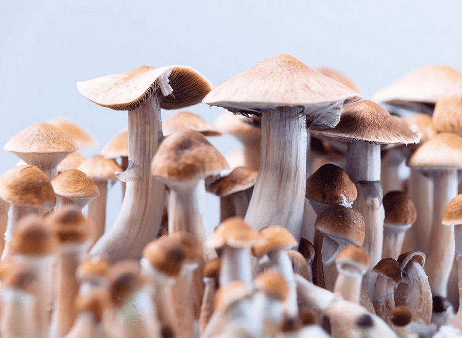 Andrea event psilocybine for woman